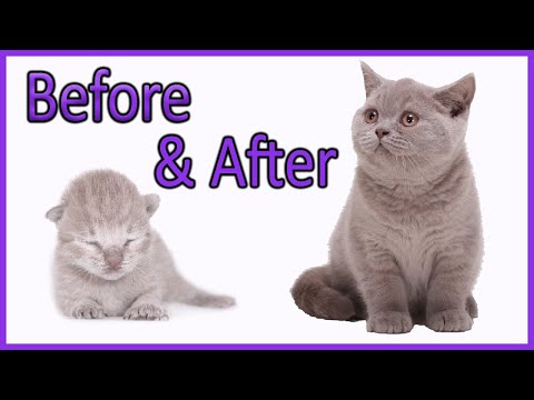 ✔️ Learn How Baby Kittens Grow: 0-10 Weeks! [British Shorthair Lilac Kitten] Compilation