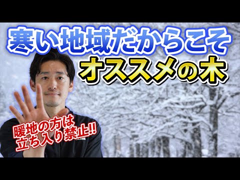 ノルウェーカエデ 植物