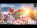 Insects in Flight | Ladybug in SLOW MOTION