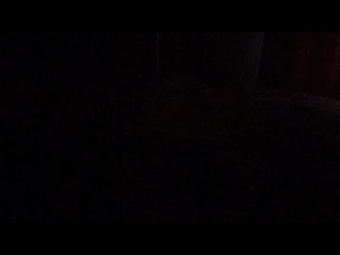 The dog took my bed. And lib did too