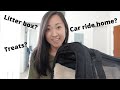 Tips For Your Kitten S First Night Home