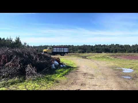 This is how we haul out 5 or more truck loads of cranberry in a day!
