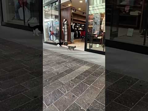 youtube-動物記事1970/01/01 09:00:00