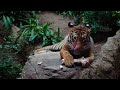 Cubs' Last Moments as a Family | David Attenborough | Tiger | Spy in the Jungle | BBC Earth shots