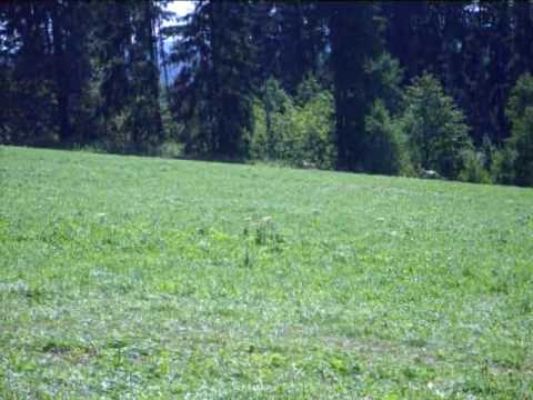 Marianske Lazne Coursing EB 110. futam PusztaKonigsCsintalan RepuljDrBubo