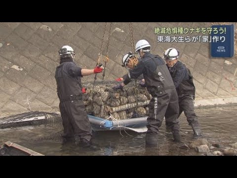 YouTube Video 大学生が絶滅危惧種ニホンウナギの保全活動　玉石と竹ですみかとなる石倉かごを設置　静岡市清水区