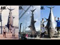 The 10 BIGGEST Fish Ever Caught