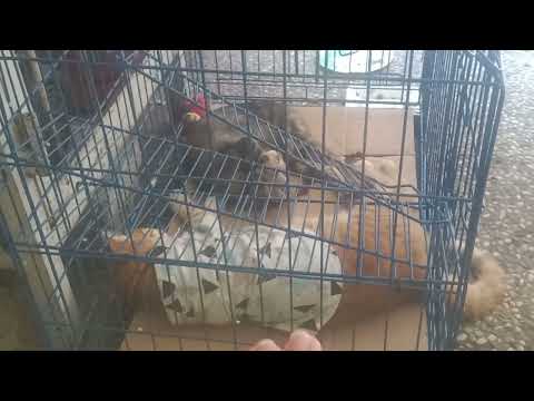 I introduce two cats at outside of Pranita Rasa Restaurant: Slama & Siti cats