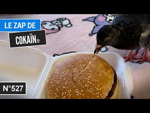 Le Zap de Cokaïn.fr n°527