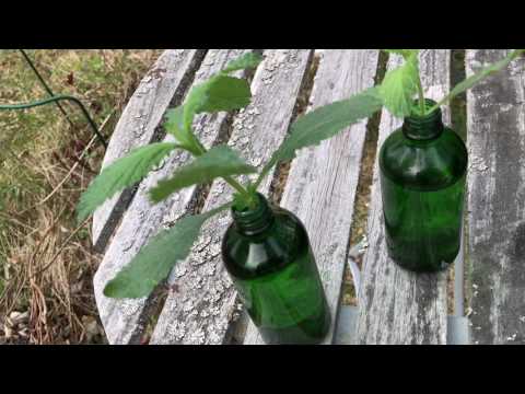 Dubbla dina plantor med det här enkla knepet! 5 växter du slipper så igen i dagens Odlingsdagboken