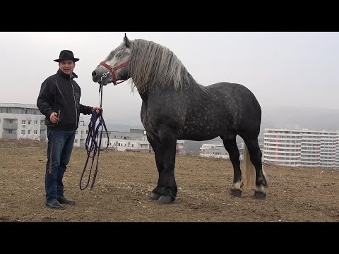 Armasarul lui Dorin Blenda de la Cluj - 2025 Nou!!!