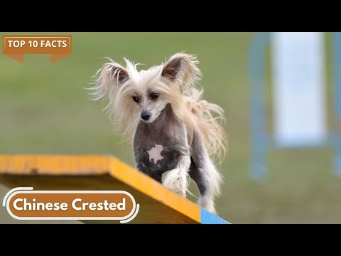 , title : 'The Chinese Crested: 10 Awesome Facts You Should Know'