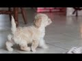 Maltipoo dogs for sale: Rosie - Video 1