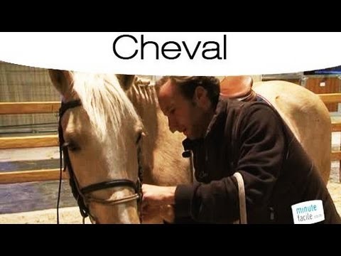 comment trouver les bon chevaux au pmu