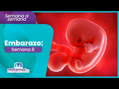 Semana 8 de embarazo: Puedes empezar a tener cambios de humor | Maternar.co