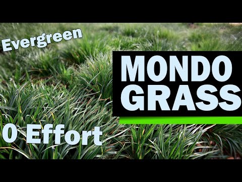 Mondo Grass - Archer Services
