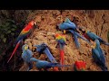 Documentary Of Macaws Parrots Natural Wild Life Jungle Life Of Large Parrots