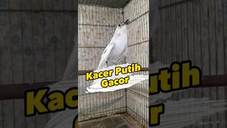Download lagu Kacer Putih Gacor #kacer #kacergacor #kacerputih mp3