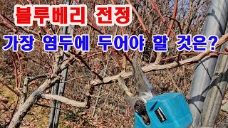 블루베리 전정 가장 염두에 두어야 할 것은/(블루베리 재배, 블루베리 가꾸기, 블루베리 전정법, 블루베리 겨…