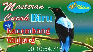 Download lagu Masteran Suara Cucak Biru | Kacembang Gadung | #burungkicau #kicau #cucakbiru #cucak #cucakgadung mp3 Download lagu Masteran Suara Cucak Biru | Kacembang Gadung | #burungkicau #kicau #cucakbiru #cucak #cucakgadung mp3