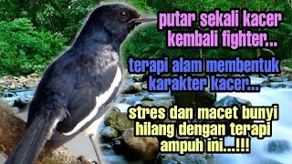 Download lagu TERAPI ALAM PALING AMPUH HILANGKAN STRES! TERAPI KACER MALAM HARI, TERAPI KACER STRES & MACET BUNYI mp3