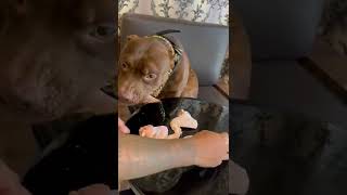 Download lagu MUSSO EATS IN LESS THAN 1 MINUTE mp3