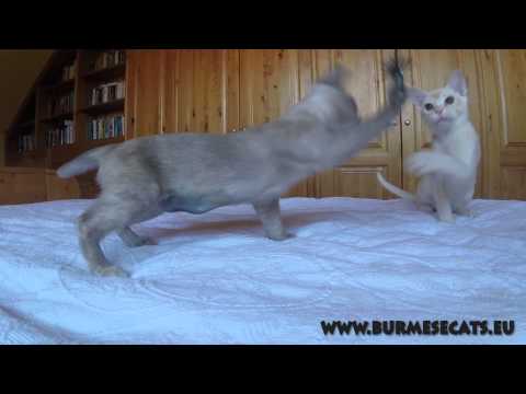 Zoya and Chivas Regal