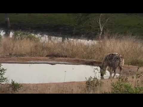 Djuma: Hyena known as Swazi (minutes later-caught and wire removed) - 06:20 - 07/29/20