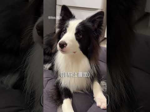 游泳很累的～～～ #bordercollie #邊境 #邊境牧羊犬