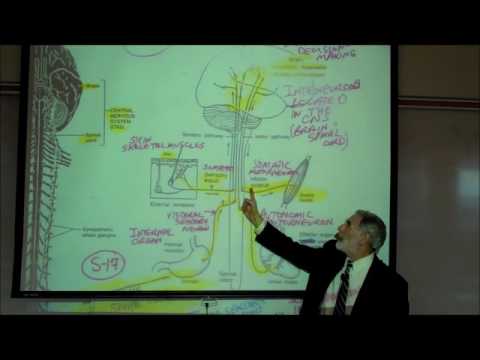 THE NERVOUS SYSTEM; ORGANIZATION & TYPES OF NEURONS; PART 2 by Professor Fink
