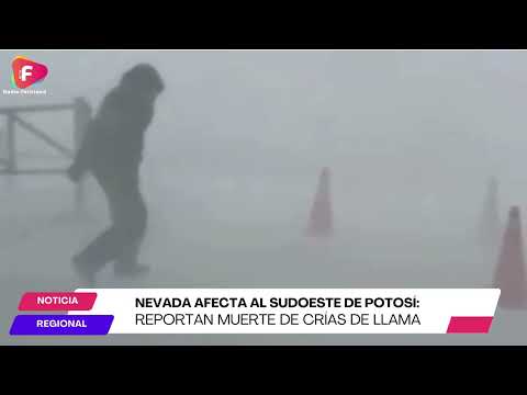 Nevada afecta al sudoeste de Potosí: reportan muerte de crías de llama