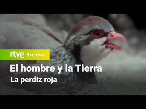 El hombre y la tierra: Chapter 75 - The Red Partridge | RTVE Archivo