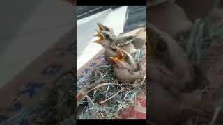 Download lagu suara pikat burung cendet anakan #suarapikatampuh mp3