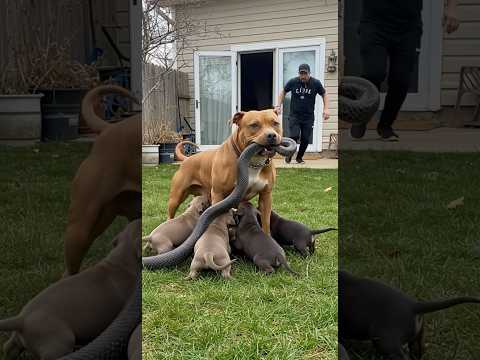 Can This Brave Dog Save Her Puppies from a Snake?