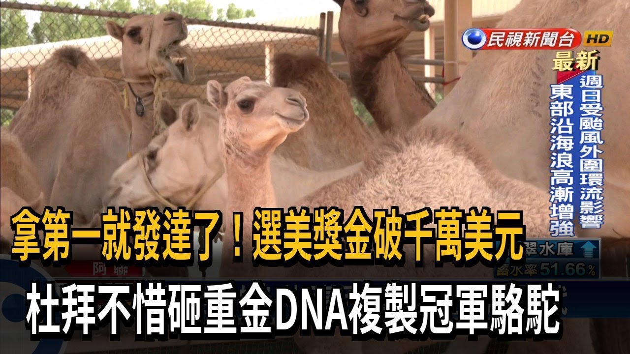 拚拿下選美第一！ 杜拜砸重金DNA複製冠軍駱駝－民視台語新聞