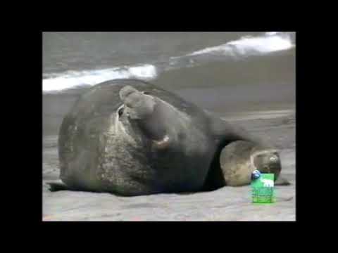 The Most Extreme - Fighters