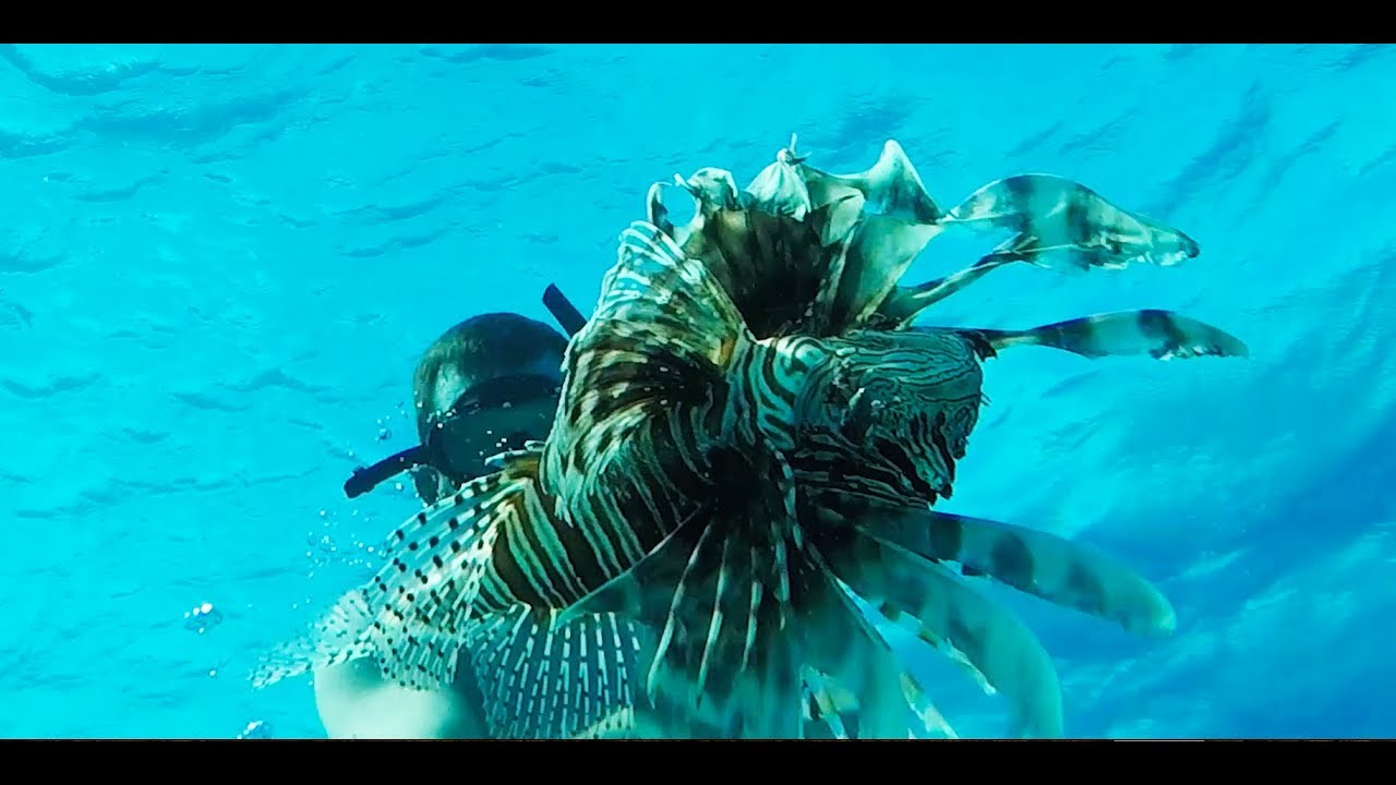 Lionfish Catch Clean Cook Staniel Cay, The Bahamas #02