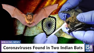 Coronaviruses Found in Two Indian Bats