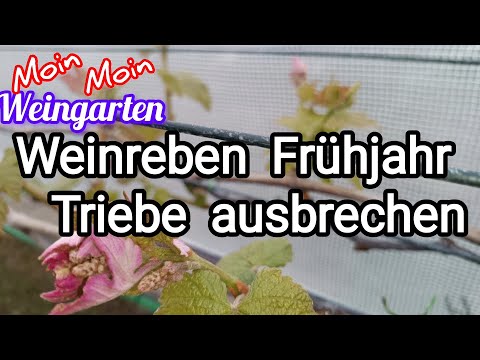Weinreben Frühjahr, Triebe ausbrechen - gilt für alle Arten der Spalier