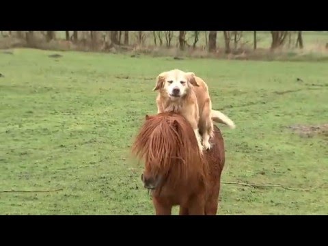 , title : 'Hund rider på pony - Dog rides a pony in Denmark'