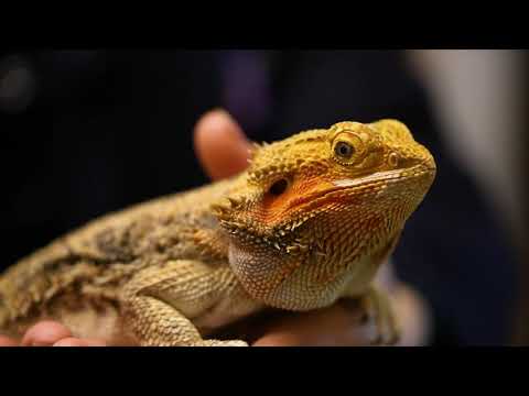 Animal Management at Duchy College