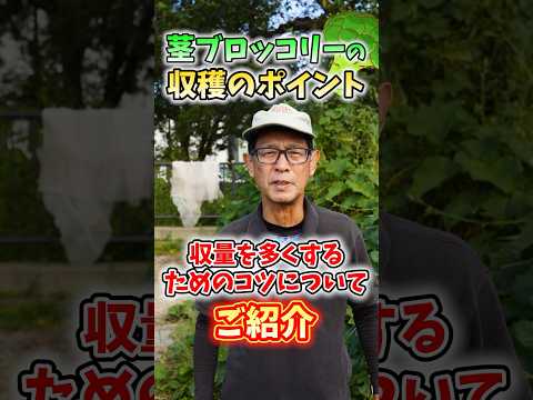 キャベツの病気：原因と治療法は何ですか？  庭園
