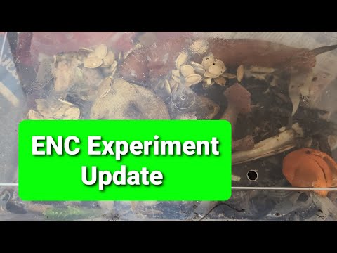 Worm Farm: ENC Experiment Update