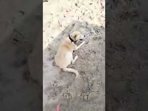 Highlight 16:40 – 21:40 from Cherie Beach