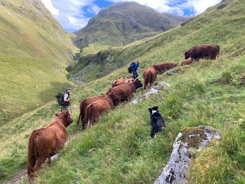 The Drove [2025] A Cattle Droving Adventure