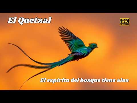 El QUETZAL: El Ave Sagrada del Bosque | DOCUMENTAL COMPLETO