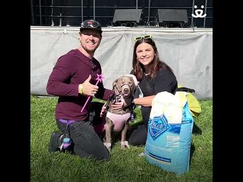 Strut Your Mutt to bring pets home