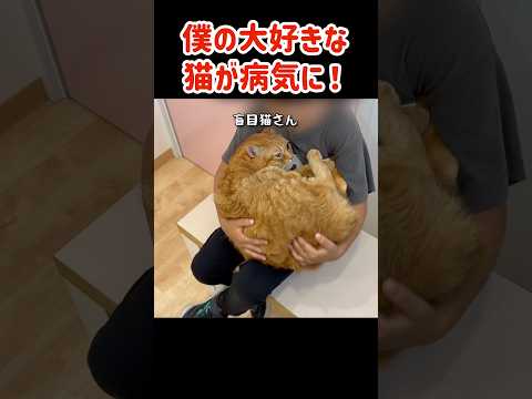 大好きな猫が…！次男、病院へ付き添う