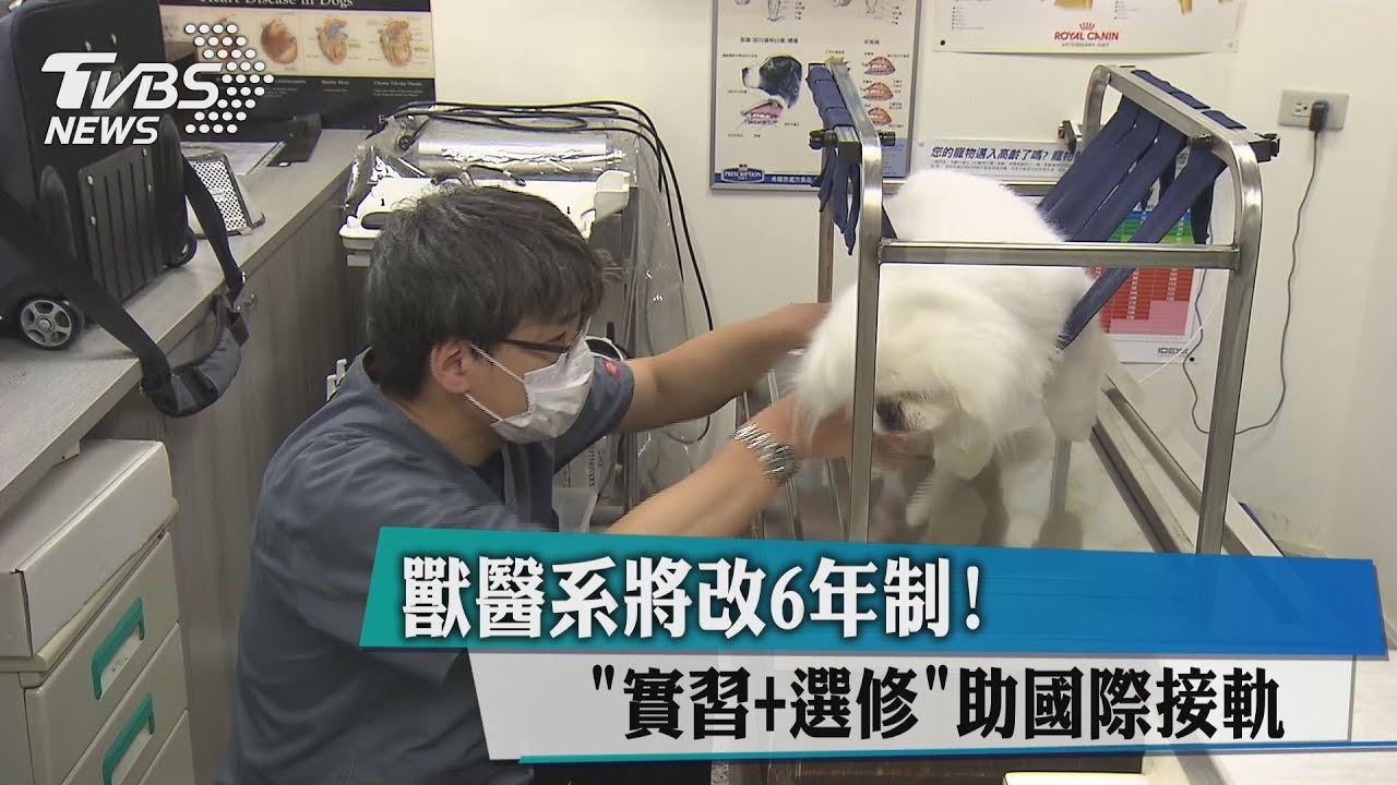 獸醫系將改6年制! 「實習+選修」助國際接軌