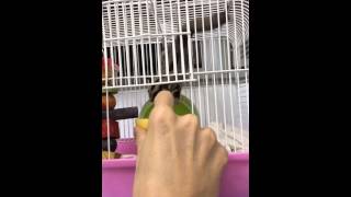 video from Francis Lim’s iPhone